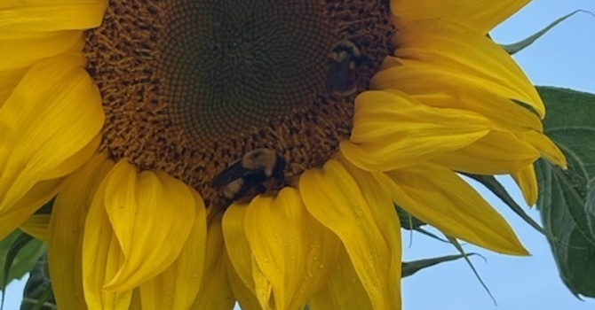 Teen Individual Counselling